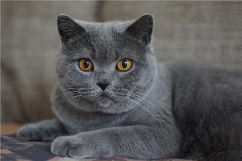 梦见蓝猫是什么预兆