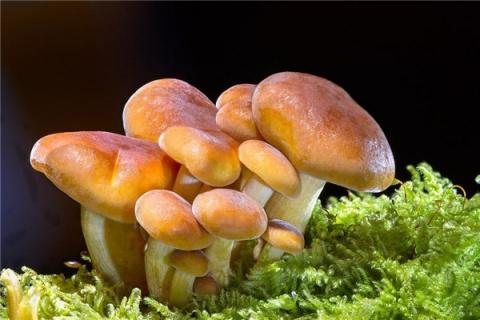 梦到了菌菇是好事还是坏事
