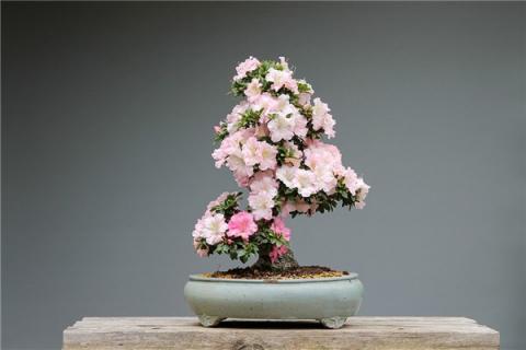 梦见盆栽花是什么启示