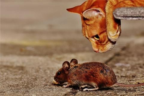 梦到老鼠猫怎么回事