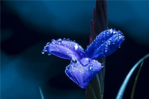 梦见蓝花会是什么预兆