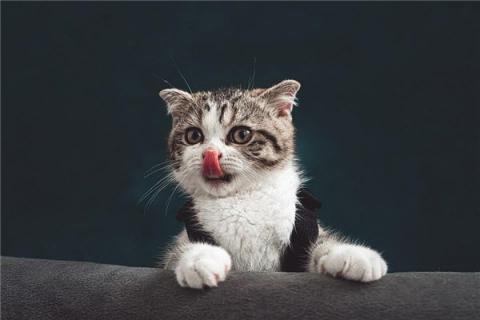 梦到了猫吃人是什么兆头