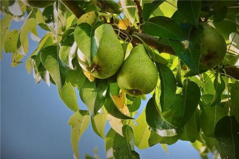 梦到了梨子树有什么意思