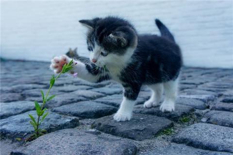 梦到了抱小猫预示什么