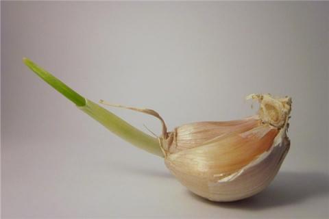 梦到了偷大蒜预示着什么