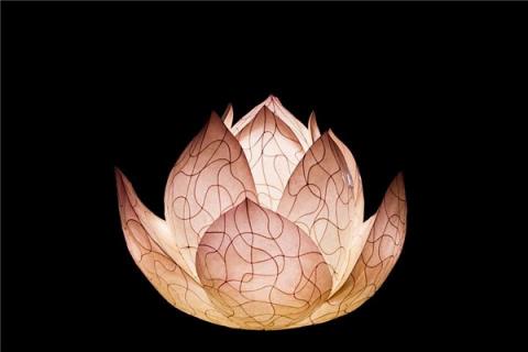 梦到莲花灯是什么意思