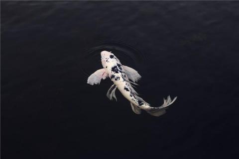 梦到了鱼生子是好的征兆吗