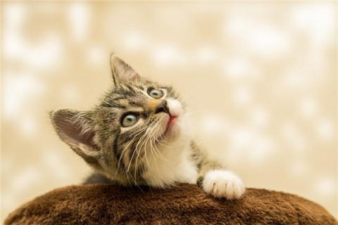 梦见黑猫白猫是好事还是坏事