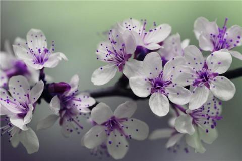 梦见李子树开花什么预兆
