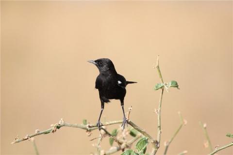 梦到了小乌会有什么预兆