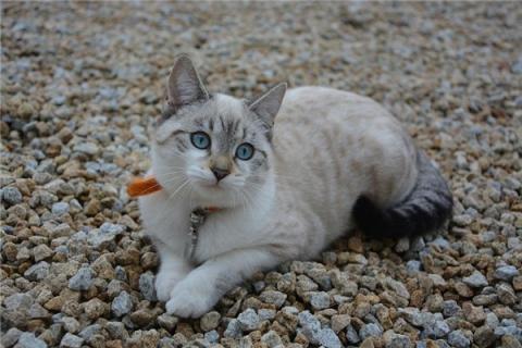 梦到踩死猫会有什么预兆