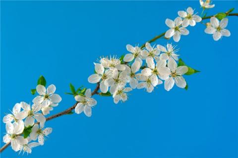 梦到树上开满花是什么预兆？