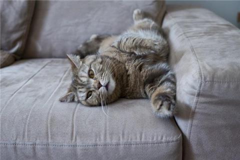 梦到了让猫咬了是什么兆头