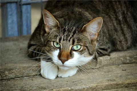 梦到了猫和鱼代表着什么
