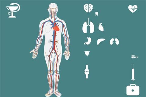 梦见五脏六腑预兆了什么吗