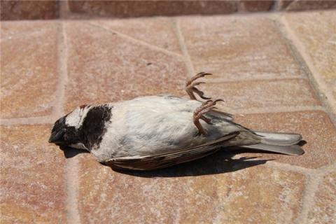 梦到了动物死什么预兆