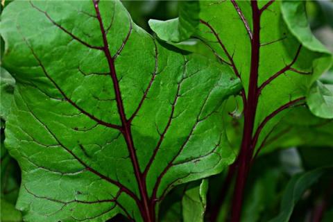 梦见红菜苔是什么预兆