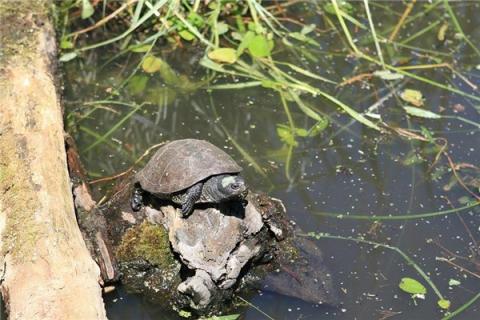 梦到了杀了一条蛇是好事还是坏事