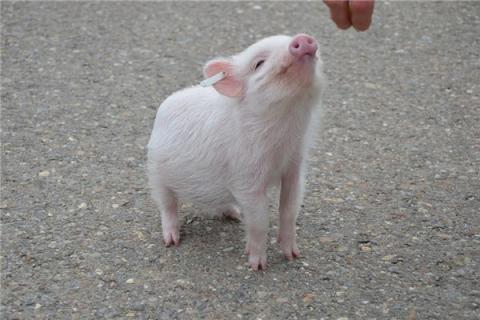 梦见猪跑有什么说法