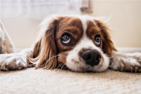 梦到被犬咬会怎么样