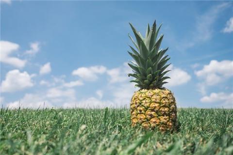 梦到了树菠萝是啥意思