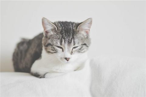 梦到了被野猫咬会怎么样
