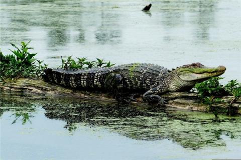 梦到鳄鱼死了是凶兆还是吉兆