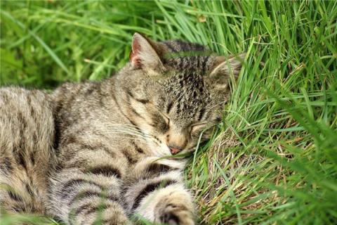 梦到了猫生宝宝有什么含义