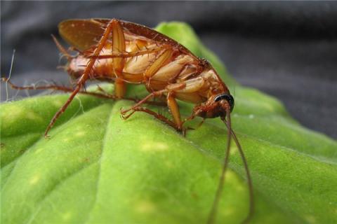 梦到偷油婆会是什么预兆