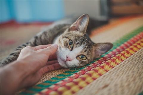 梦到四只猫什么寓意