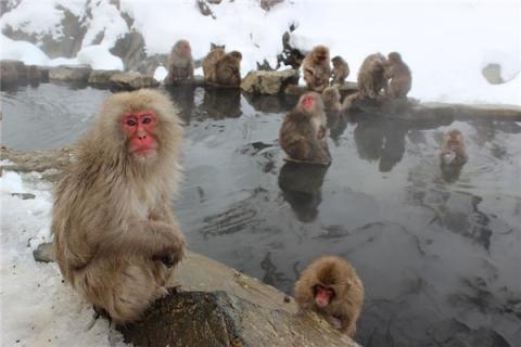 梦到水猴会怎么样