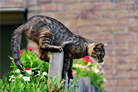 梦到猫尾巴断了有什么寓意吗？