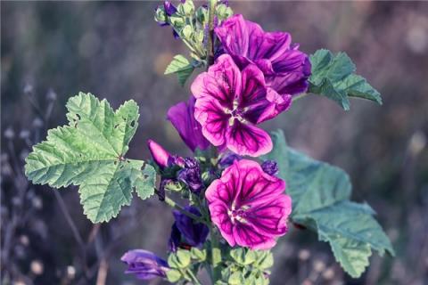 梦见沙枣花是啥预兆