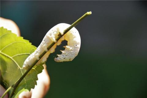 梦见虫子进入身体预示什么