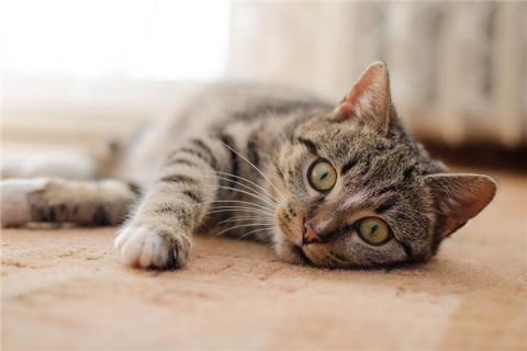 梦见猫快死了是什么预兆