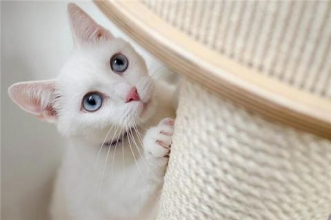 梦到女人猫怎么样
