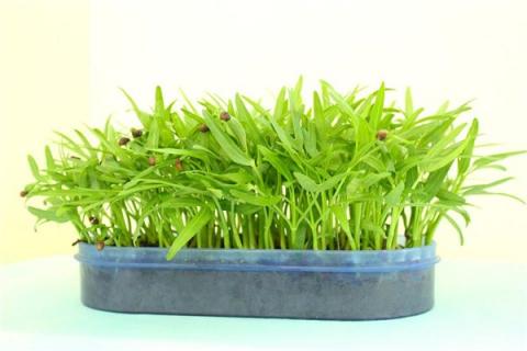 梦到了菜秧是什么预兆