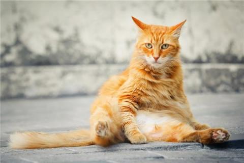 梦到了猫生意味着什么