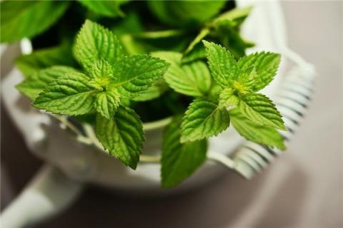 梦到药草是什么意思