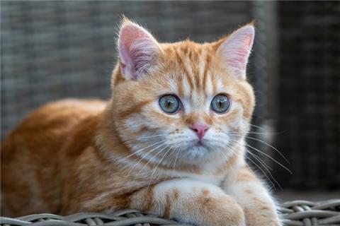 梦到了逮猫代表什么