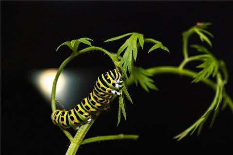 梦到虫子咬了预示什么
