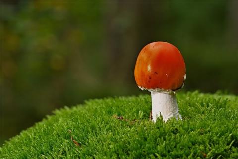 梦到红菇有什么说法