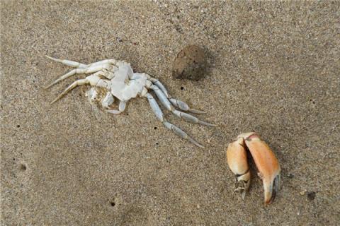 梦到动物死尸预兆了什么吗