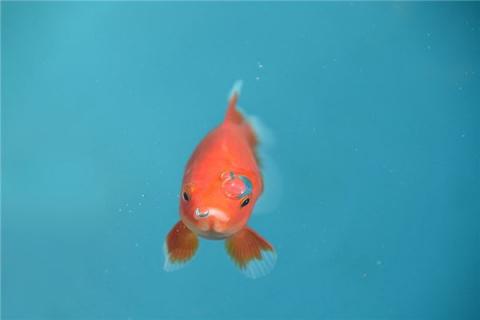 梦见红色的金鱼会是什么预兆