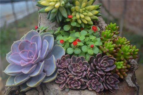 梦见多肉花是凶兆还是吉兆
