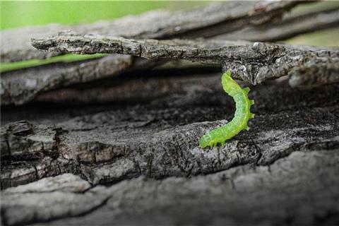 梦到了软虫代表着什么