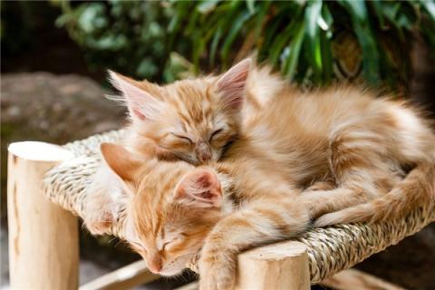 梦到大猫小猫怎么样