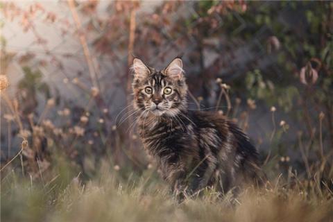 梦到疯猫意味着什么