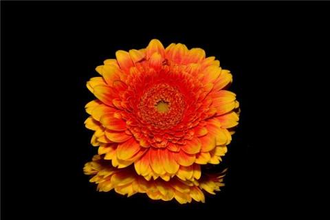 梦到了孕妇菊花是什么启示