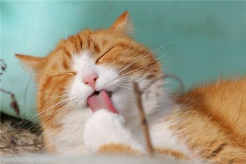 梦到猫做爱是什么征兆